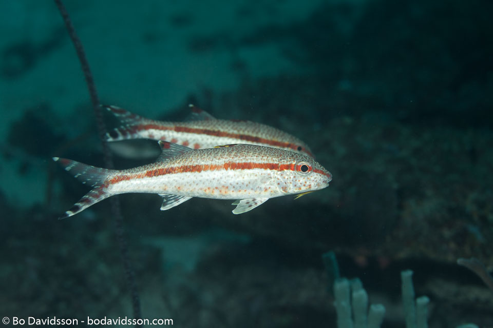 BD-160101-Malapasqua-1754-Upeneus-tragula.-Richardson.-1846-[Freckled-goatfish].jpg